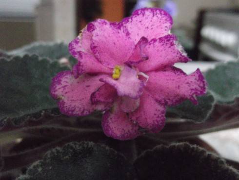 Buckeye Colossal.jpg