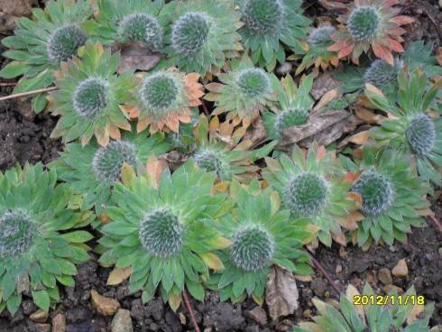 skalnička3.jpg
