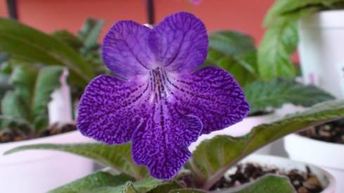 Shenandoah Sugarplum.jpg