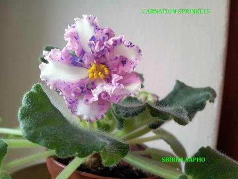 Carnation Sprinkles.jpg