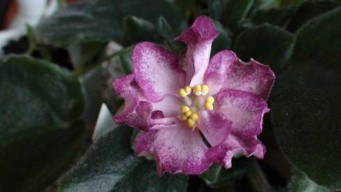 Ian-Menuet.jpg