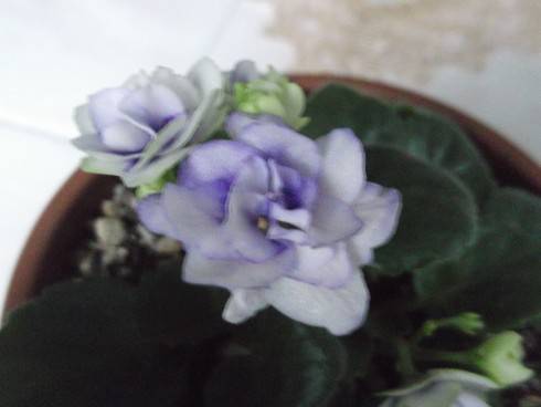 Optimara Little Moonstone.jpg