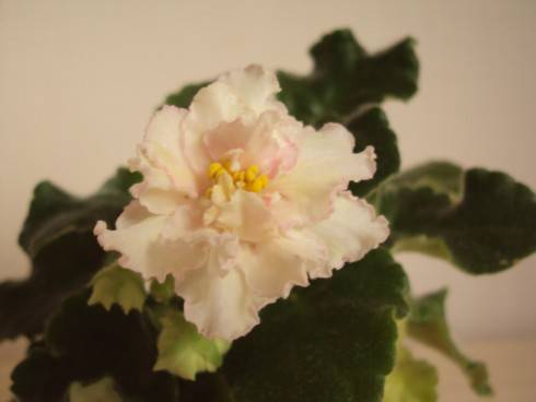 Sunkissed Rose.jpg