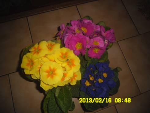 006.JPG