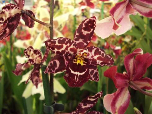 DSC09309.JPG