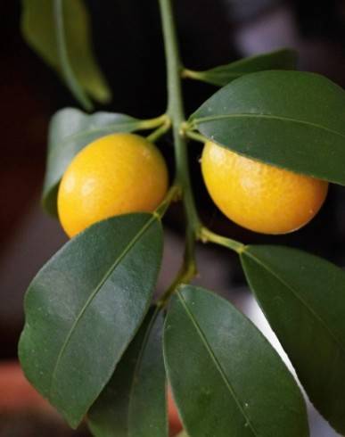 kumquat.jpg