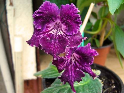 JL-Blackberry Dream.jpg