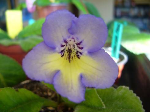 JL-Scent of Lavender.jpg