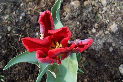tulipán.jpg