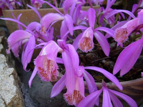 Pleione formosa.JPG