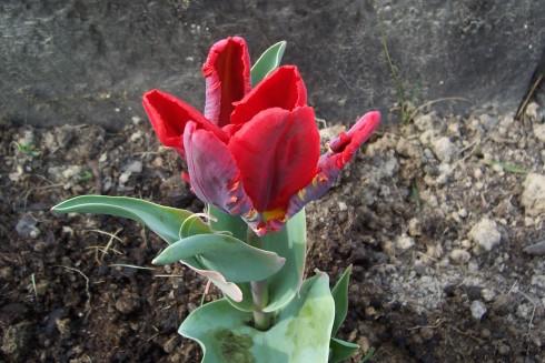 tulipán2.jpg