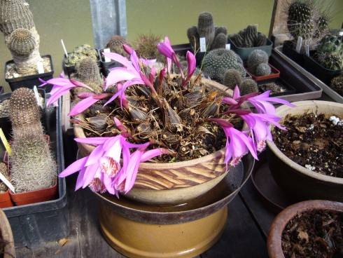 Pleione.JPG