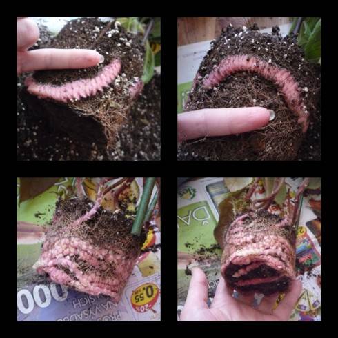 rhizomy.jpg