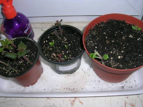 DSCN4588.JPG