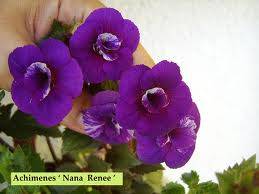 Nana Renee.jpg