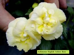 Yellow English Rose.jpg