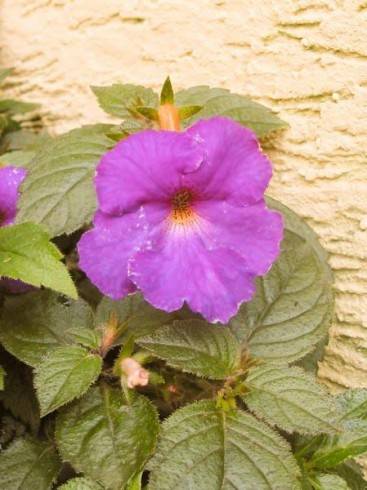 Achimenes fialová.jpg