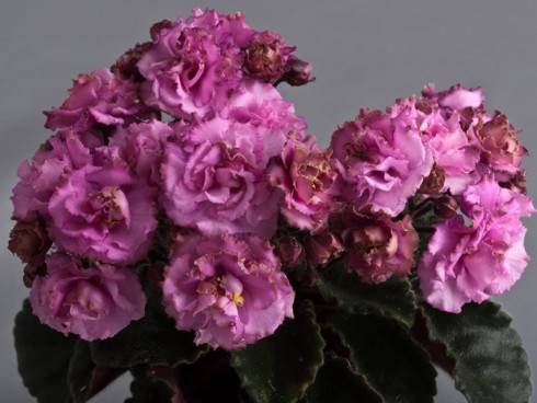 Sassy Sister (S. Sorano).jpg (57.15 KiB) Zobrazeno 1525 x Sassy Sister (S. Sorano).jpg