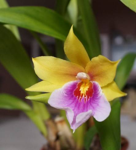 Miltonia Sunset II.jpg