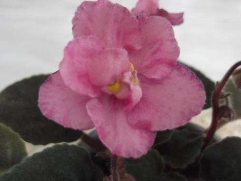 Pretty 'n Pink.jpg