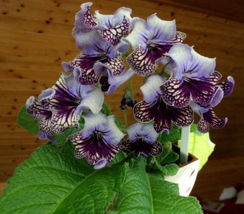 Harlequin Lace.jpg
