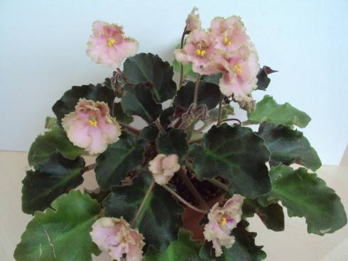 Rob's Antique Rose.jpg