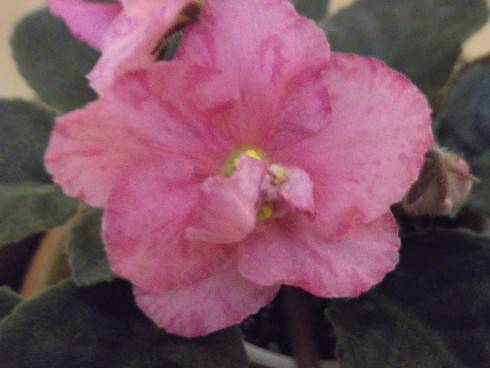 Pretty 'n Pink.jpg