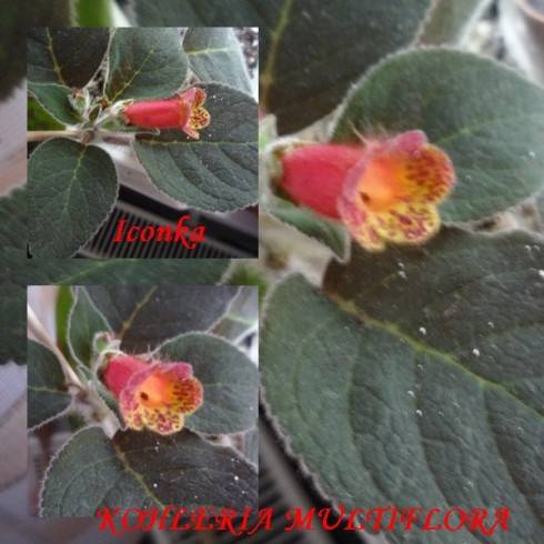 Multiflora.jpg