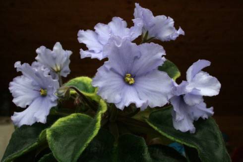 Ma's Midland Blue.jpg