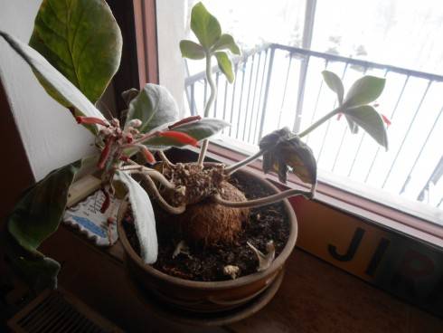 Sinningia leucotricha.jpg