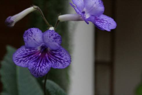 JL-Blossom for You.jpg