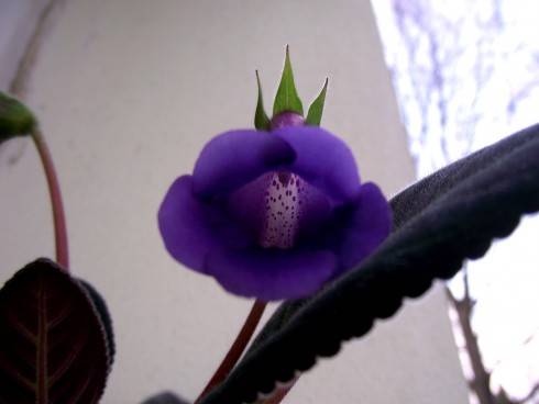 Sinningia speciosa.jpg