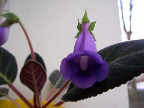 Sinningia speciosa.jpg