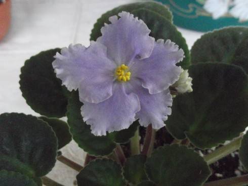 Pesnia Sol'veig.jpg
