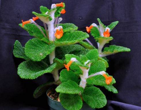 Sinningia bullata.jpg