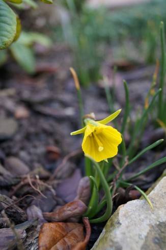 Narcissus bulbocodium Golden Bells.jpg