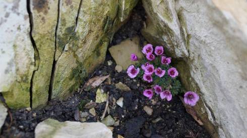 Saxifraga I.jpg