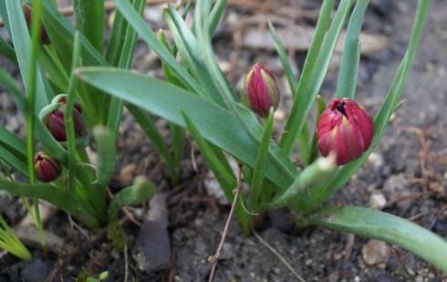 Tulipa ssp..jpg