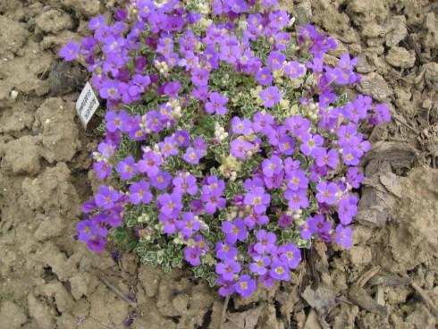 IMG_2001.JPG