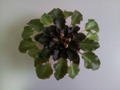 20130424_130111.jpg