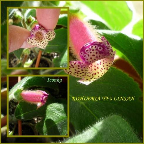 Yf's Linsan.jpg