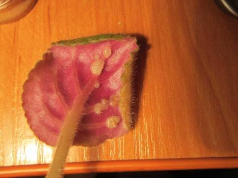 coto2.jpg