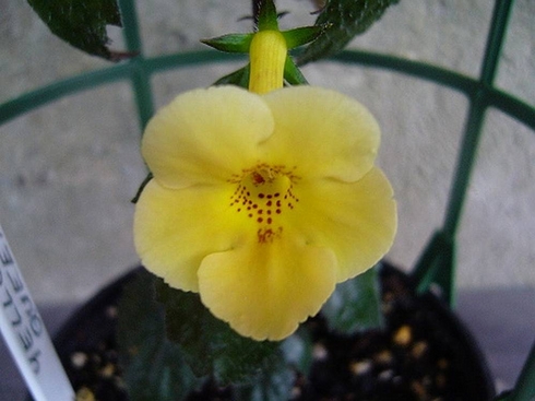 Yellow Beauty.jpg