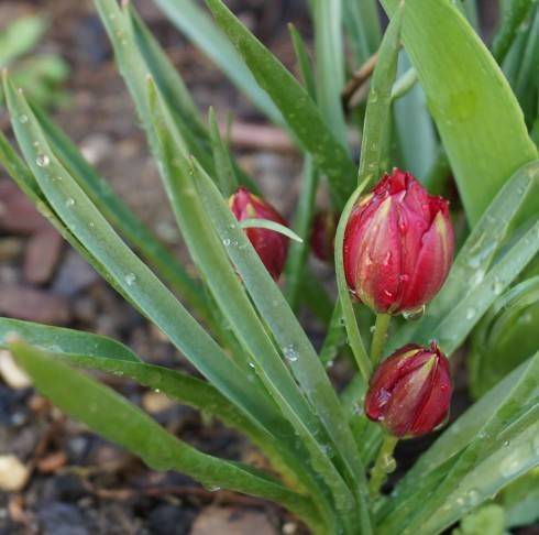 tulipa ssp..jpg