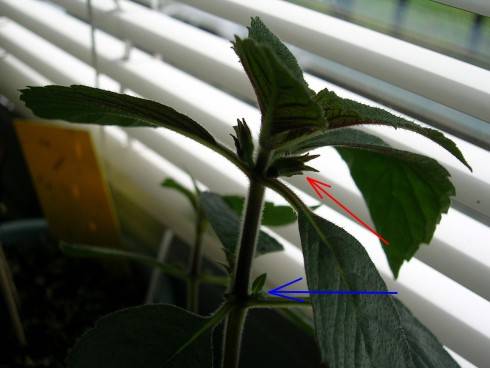Achimenes.jpg