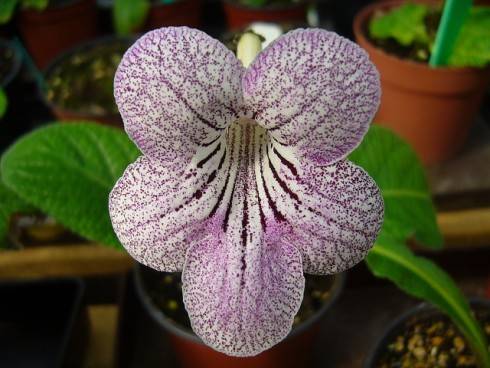 Franken Purple Lace.jpg