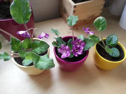 20130516_124126.jpg