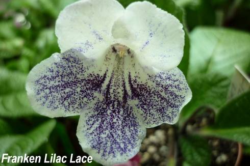 Franken Lilac Lace.jpg