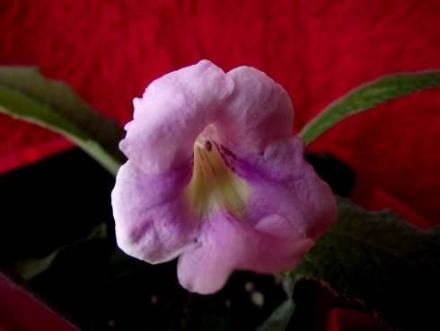 DSCF7747.jpg