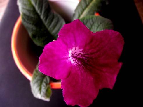 DSCF7745.jpg